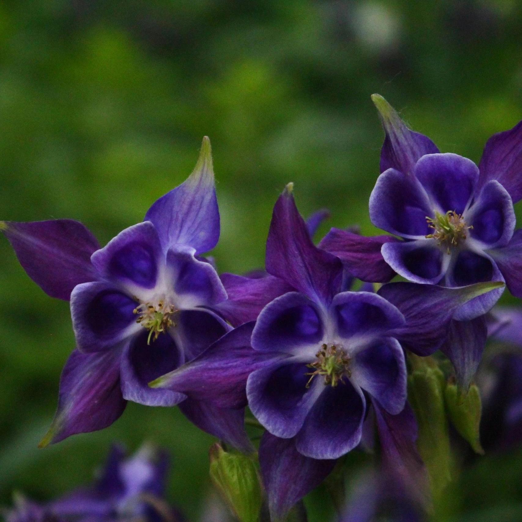 Bouquet d'Ancolie