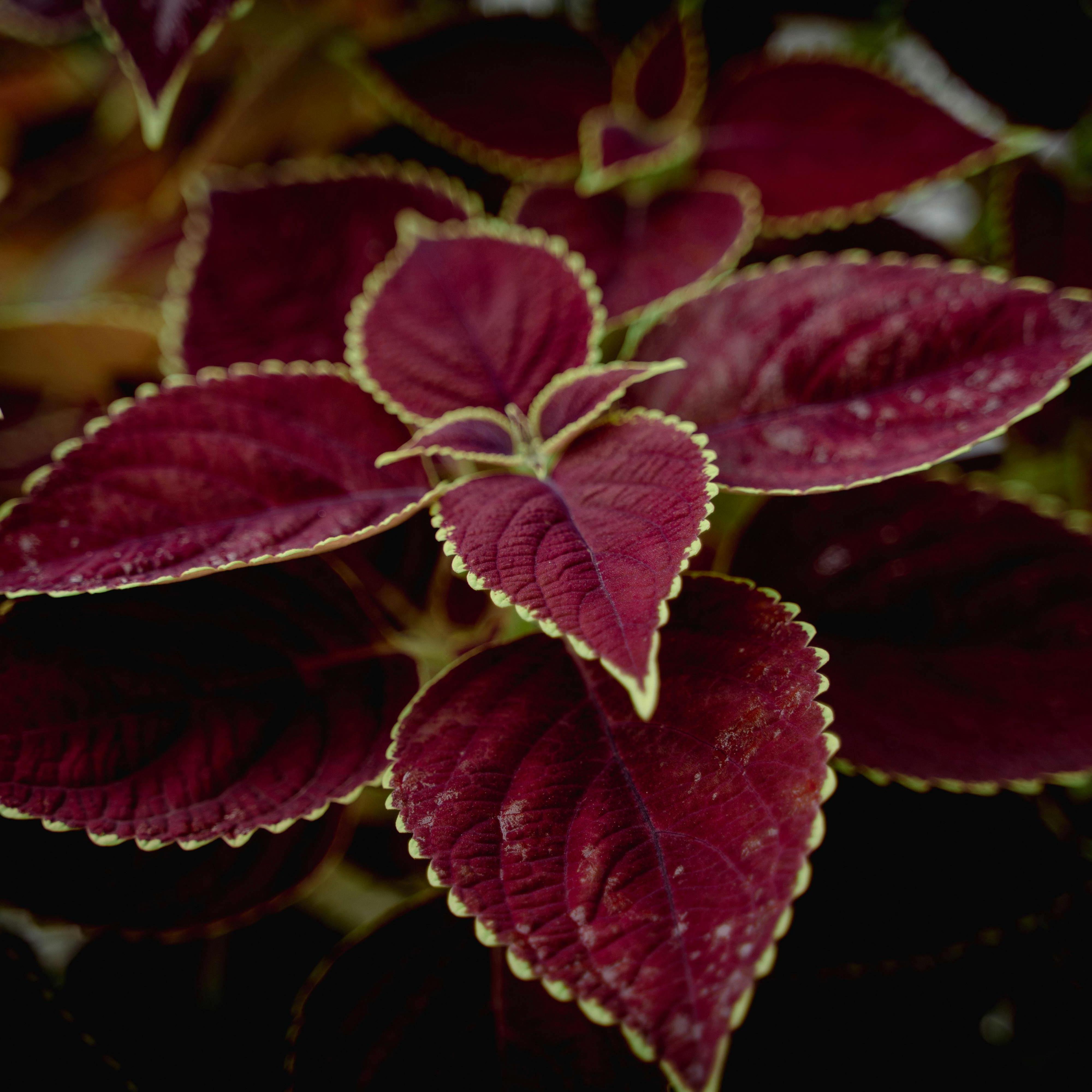 Plant de Coleus