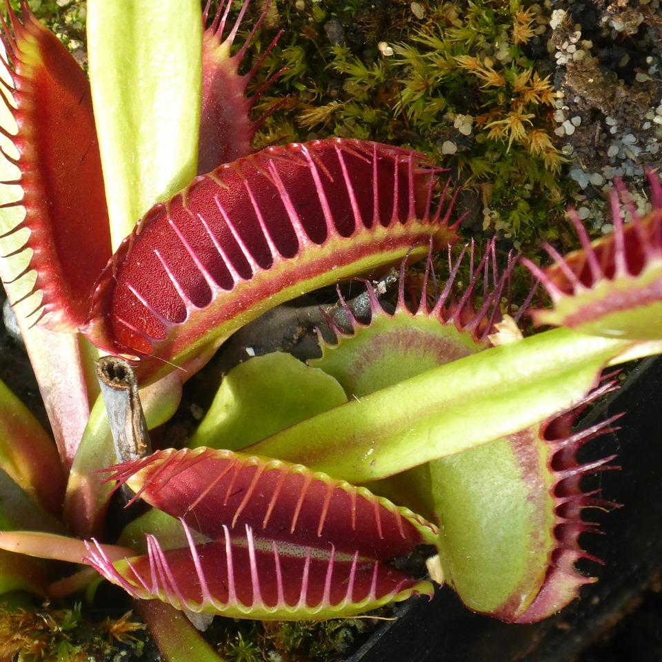 Plant de Dionée attrape-mouche