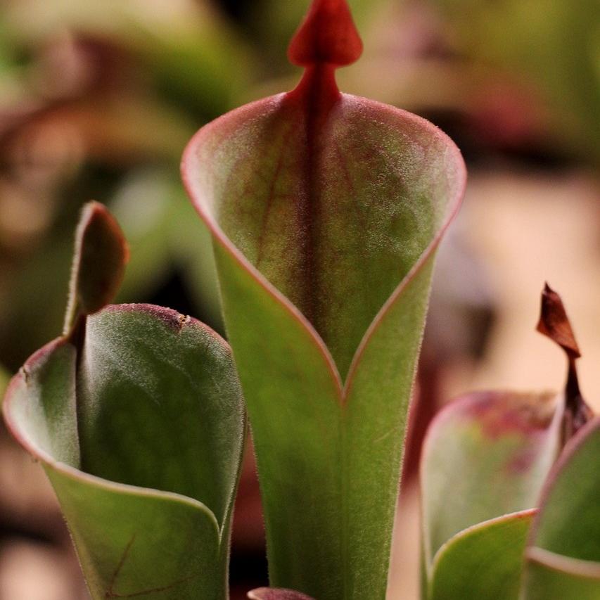 Plant de Heliamphora