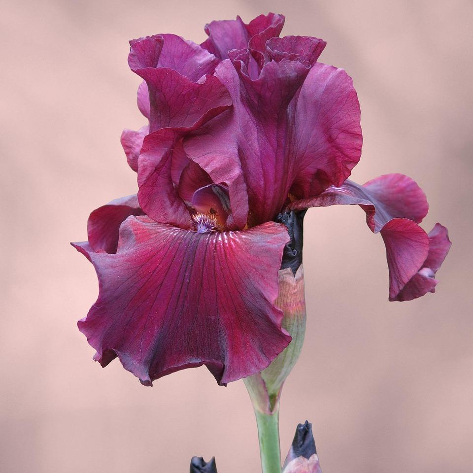 Bouquet d'Iris Germanica