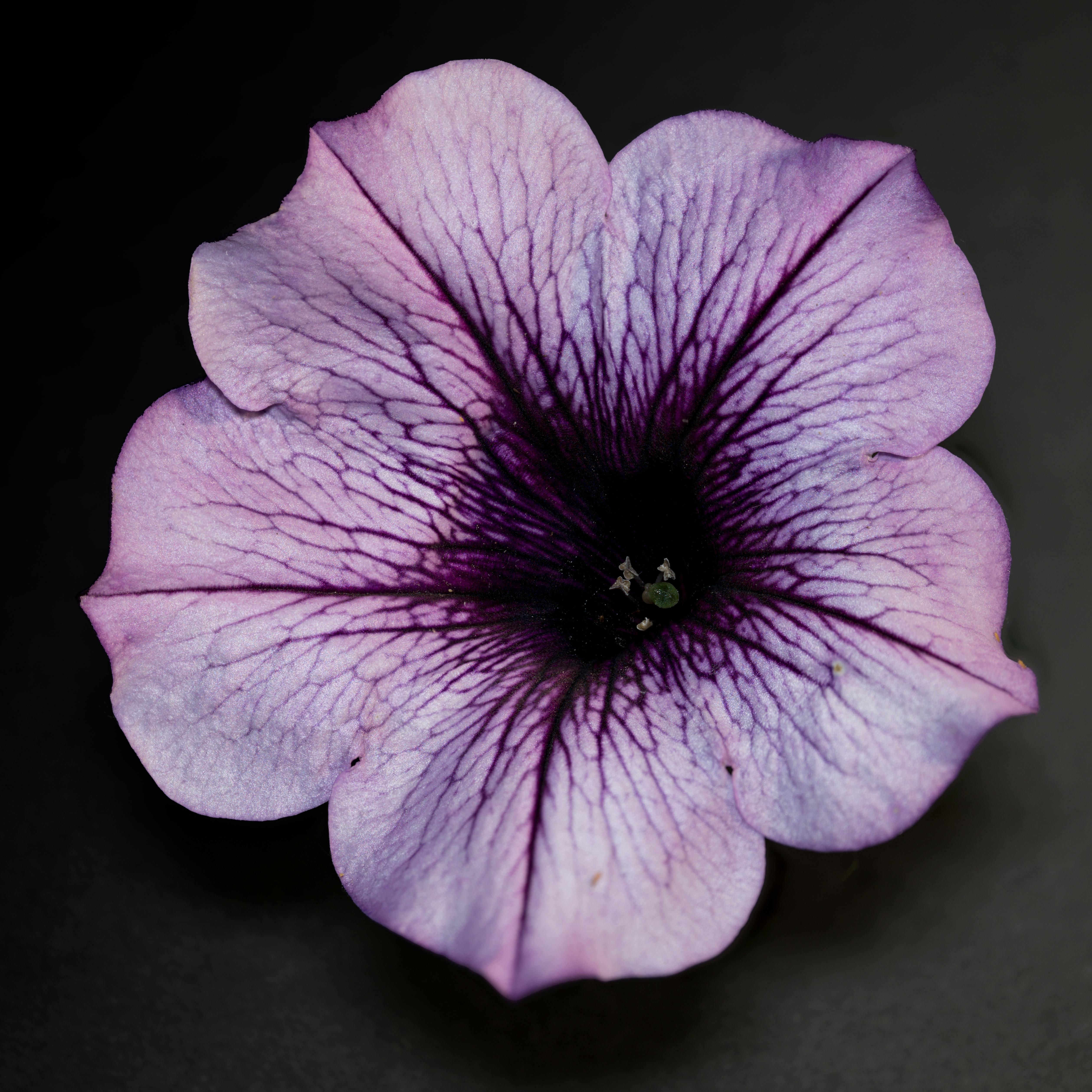 Bouquet de Petunia