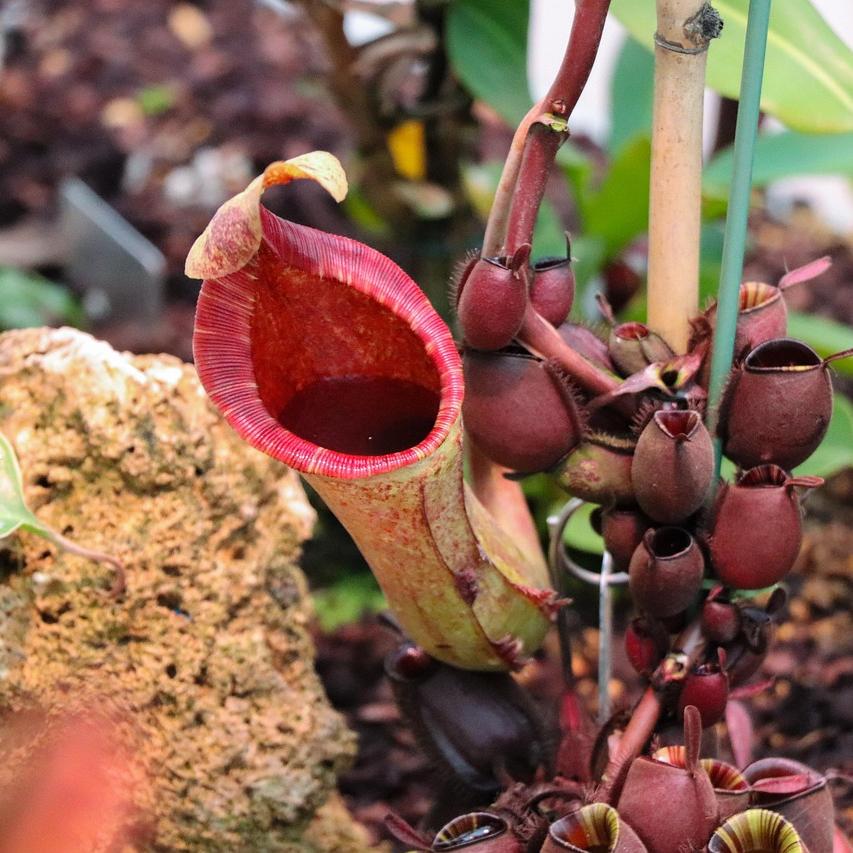 Plant de Sarracenia "Juthatip Soper"