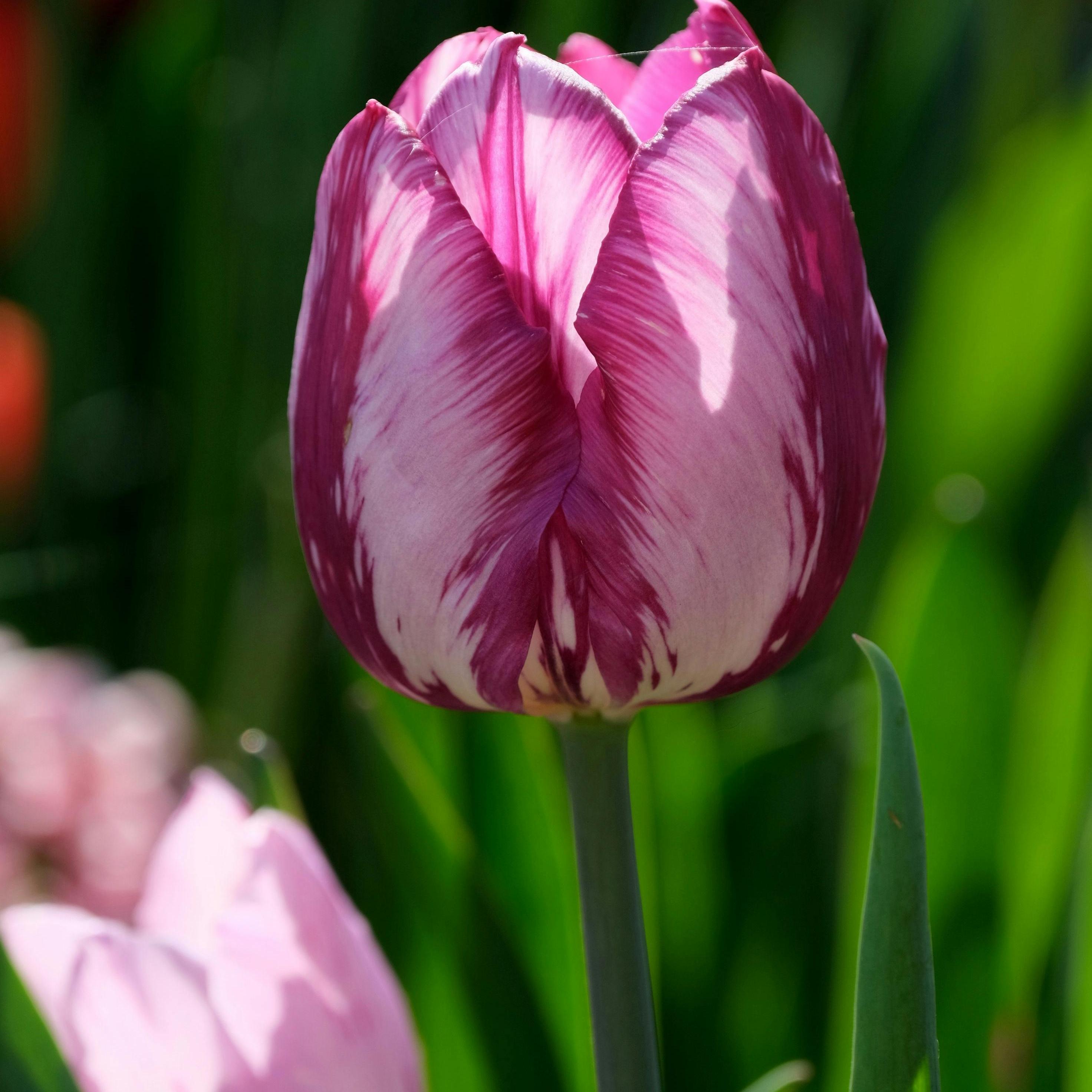 Bouquet de Tulipe