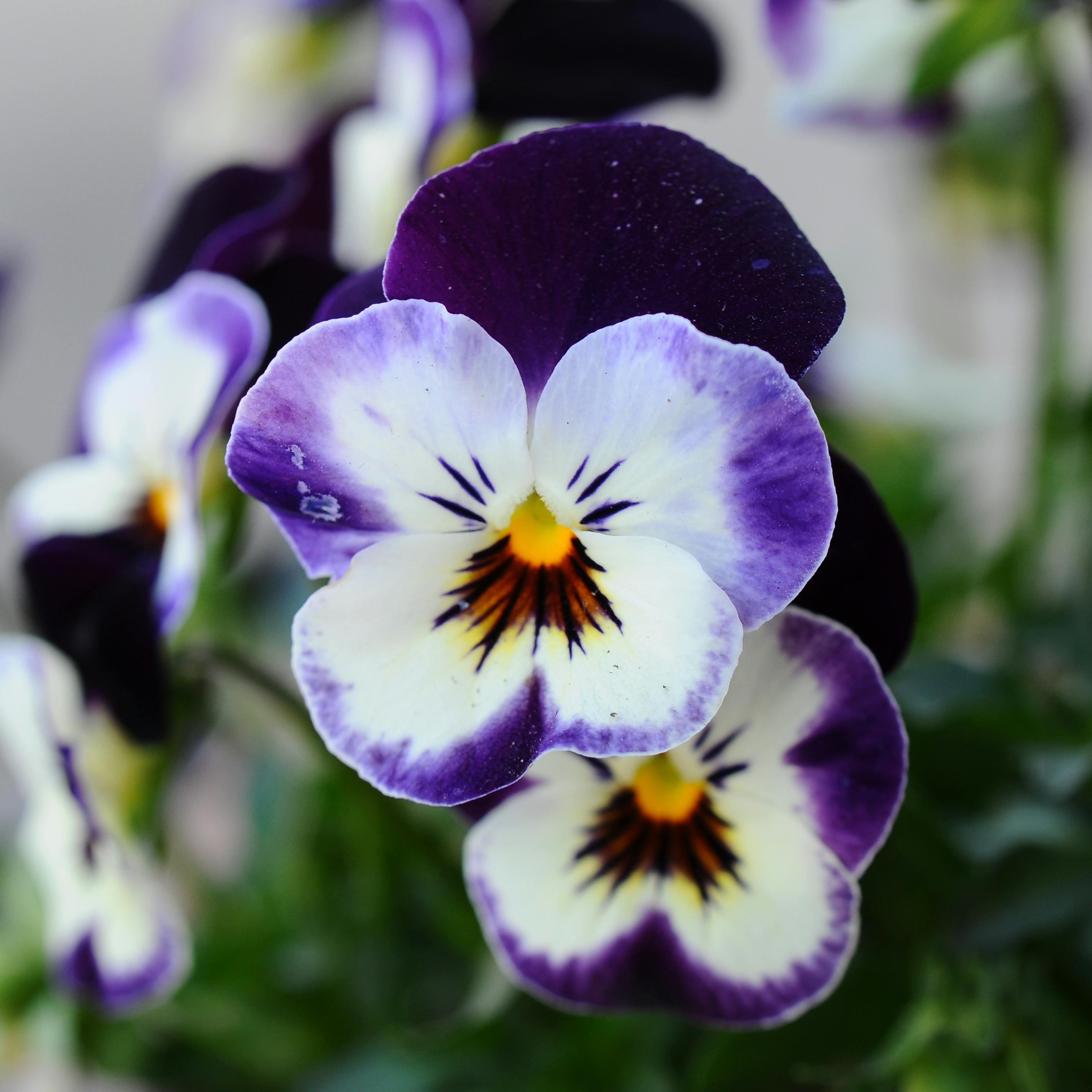 Bouquet de Viola